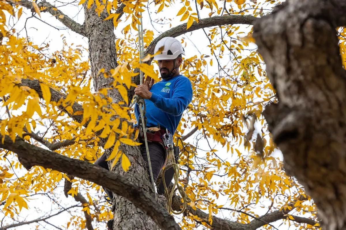 Skilled Tree Transplanting crew working in Lyman